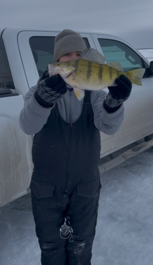 Yellow Perch