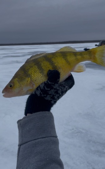 Yellow Perch