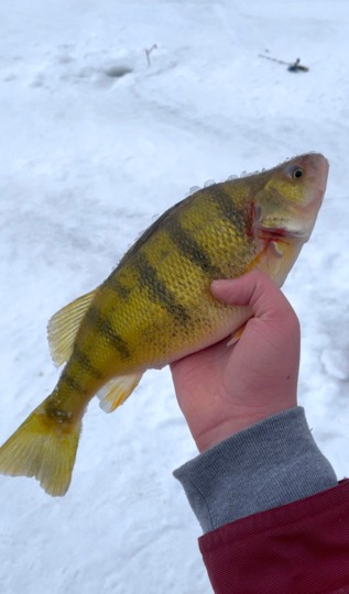 Yellow Perch