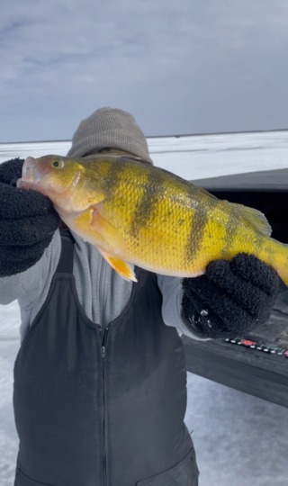 Yellow Perch