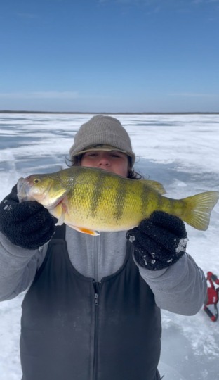 Yellow Perch