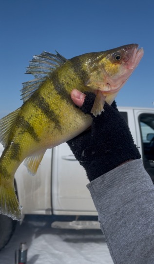 Yellow Perch