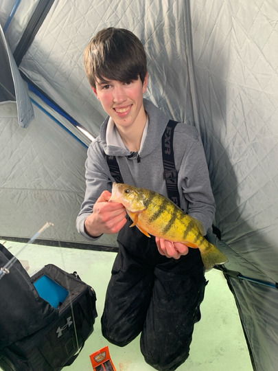 Yellow Perch