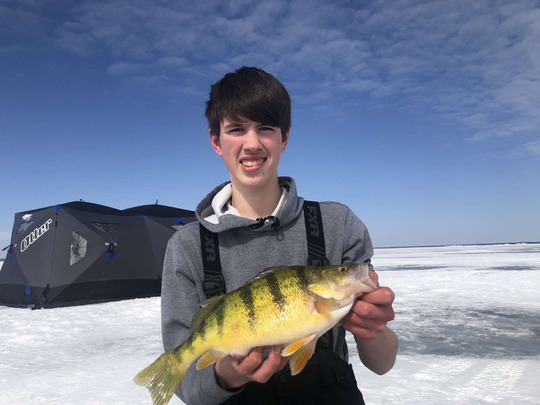 Yellow Perch
