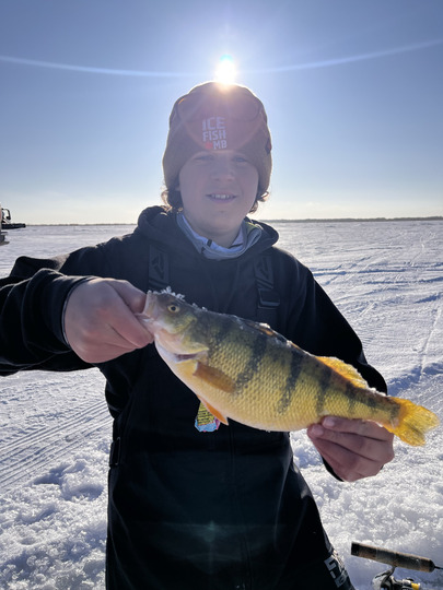Yellow Perch