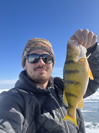 Yellow Perch
