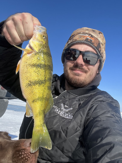 Yellow Perch