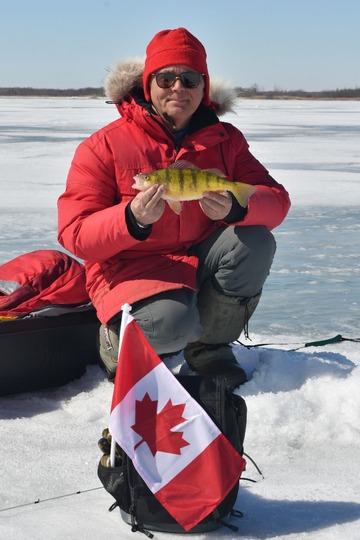 Yellow Perch