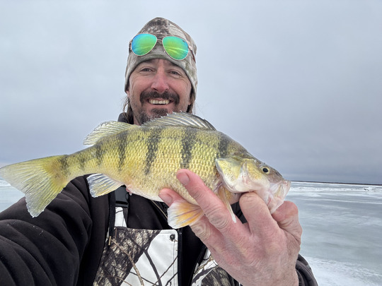 Yellow Perch
