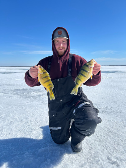 Yellow Perch
