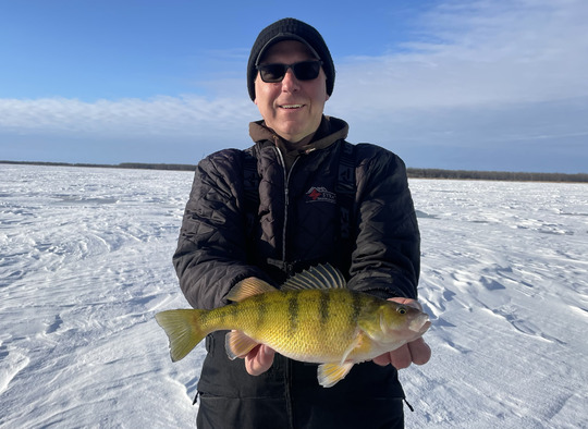 Yellow Perch