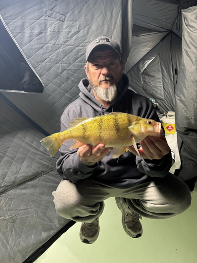 Yellow Perch