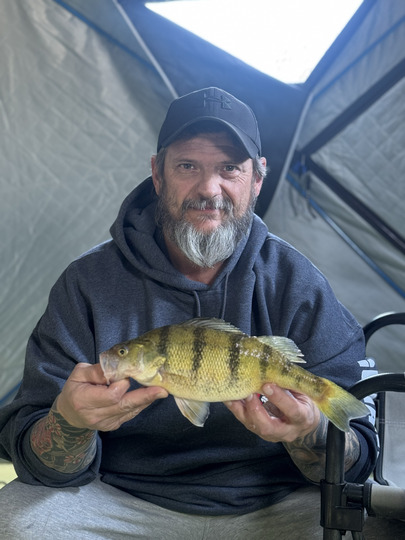 Yellow Perch