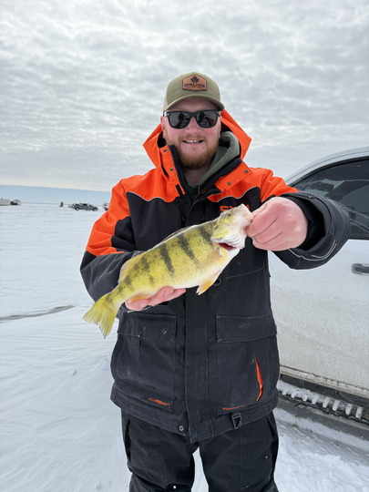 Yellow Perch
