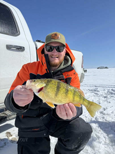 Yellow Perch