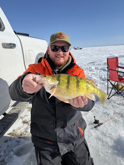 Yellow Perch
