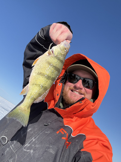 Yellow Perch