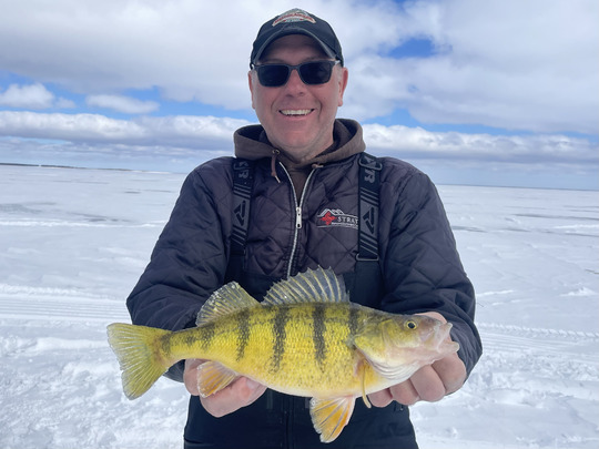 Yellow Perch
