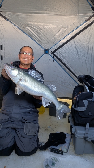 Walleye