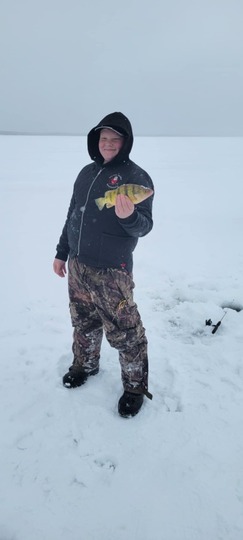 Yellow Perch