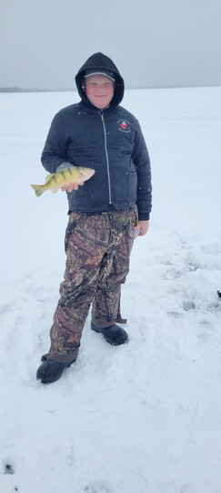 Yellow Perch