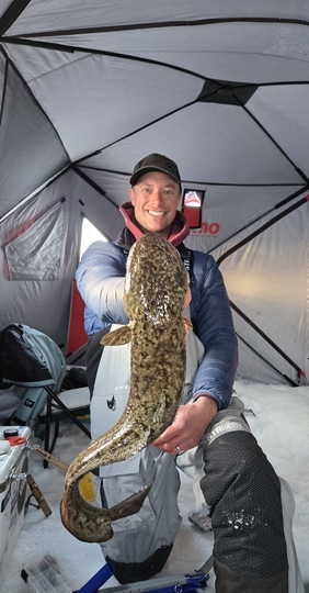 Burbot