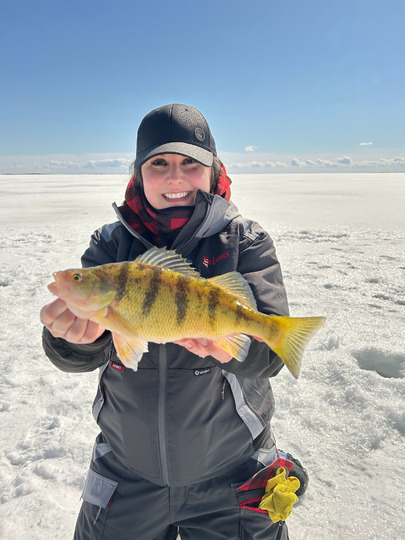 Yellow Perch