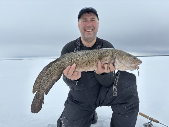 Burbot