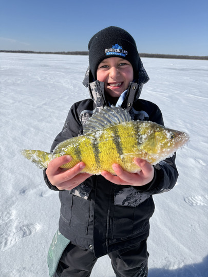 Yellow Perch