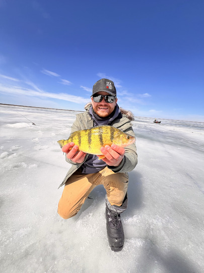 Yellow Perch