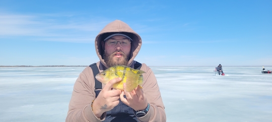 Yellow Perch
