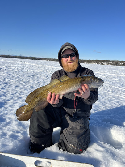 Burbot