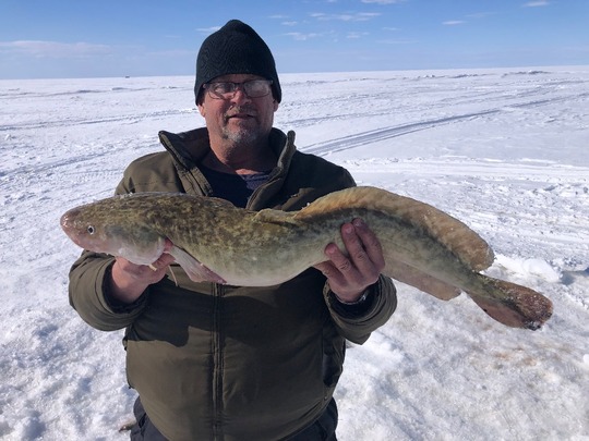 Burbot