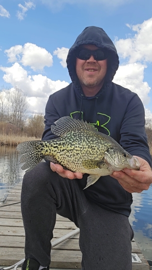Black Crappie