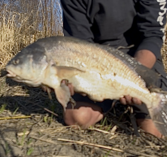 Freshwater Drum