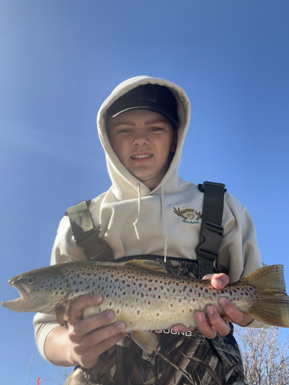 Brown Trout