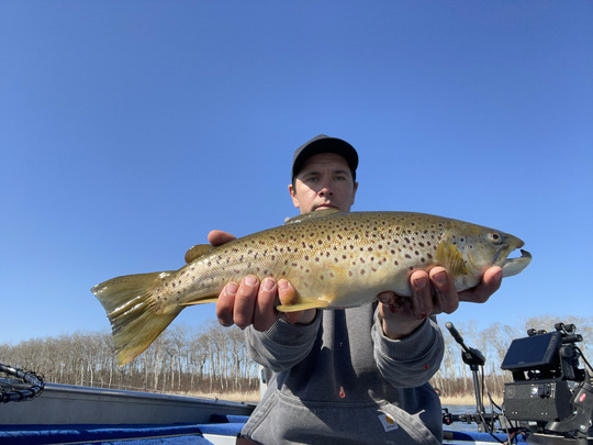 Brown Trout