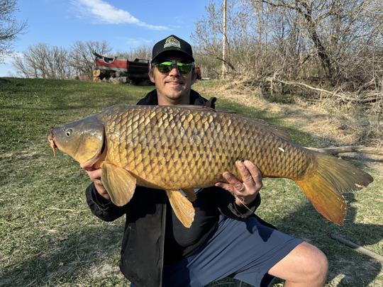 Common Carp