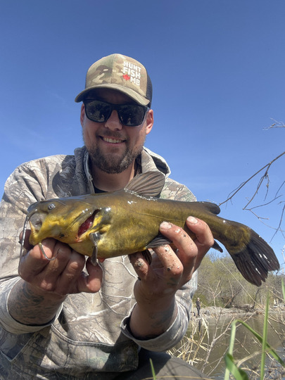 Bullhead