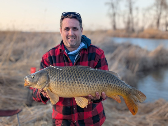 Common Carp
