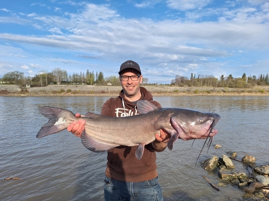 Channel Catfish