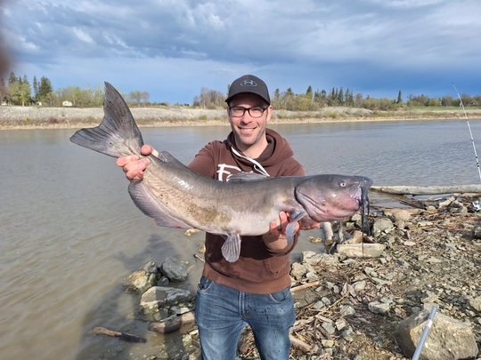 Channel Catfish