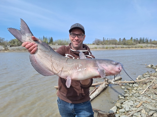 Channel Catfish