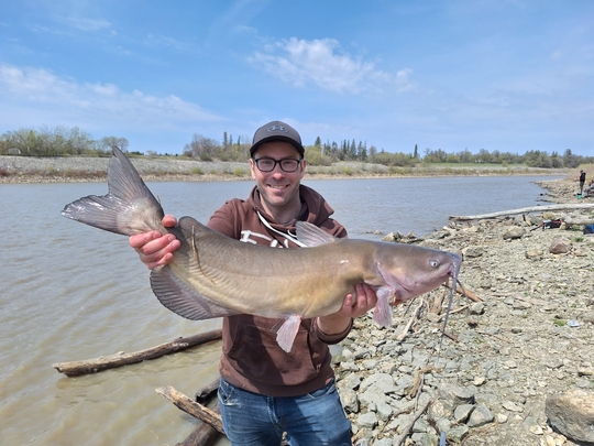 Channel Catfish