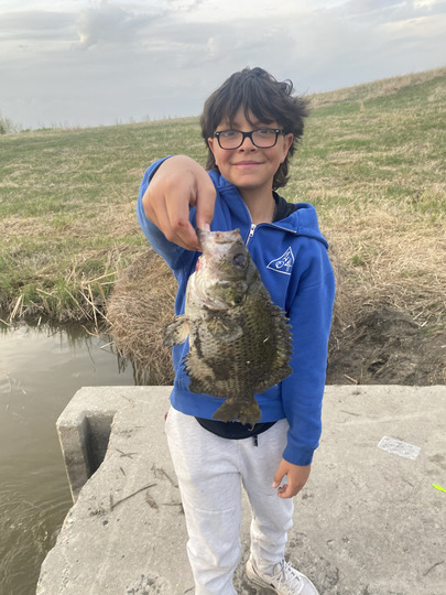 Rock Bass