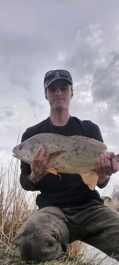 Freshwater Drum
