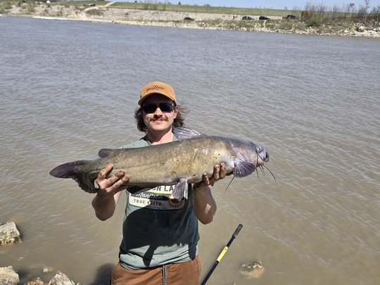 Channel Catfish