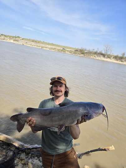 Channel Catfish