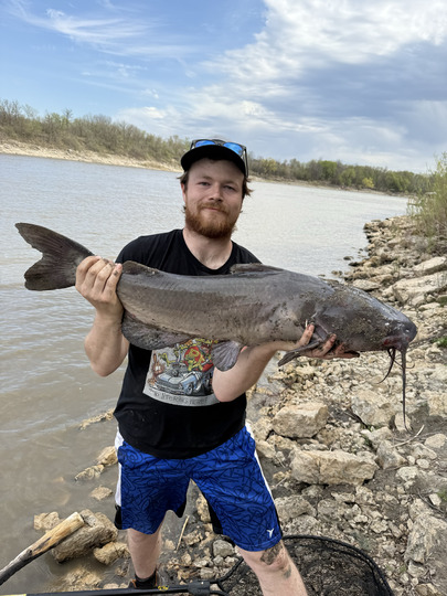 Channel Catfish