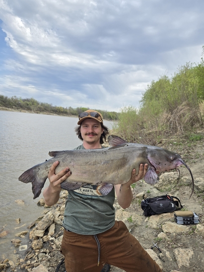Channel Catfish